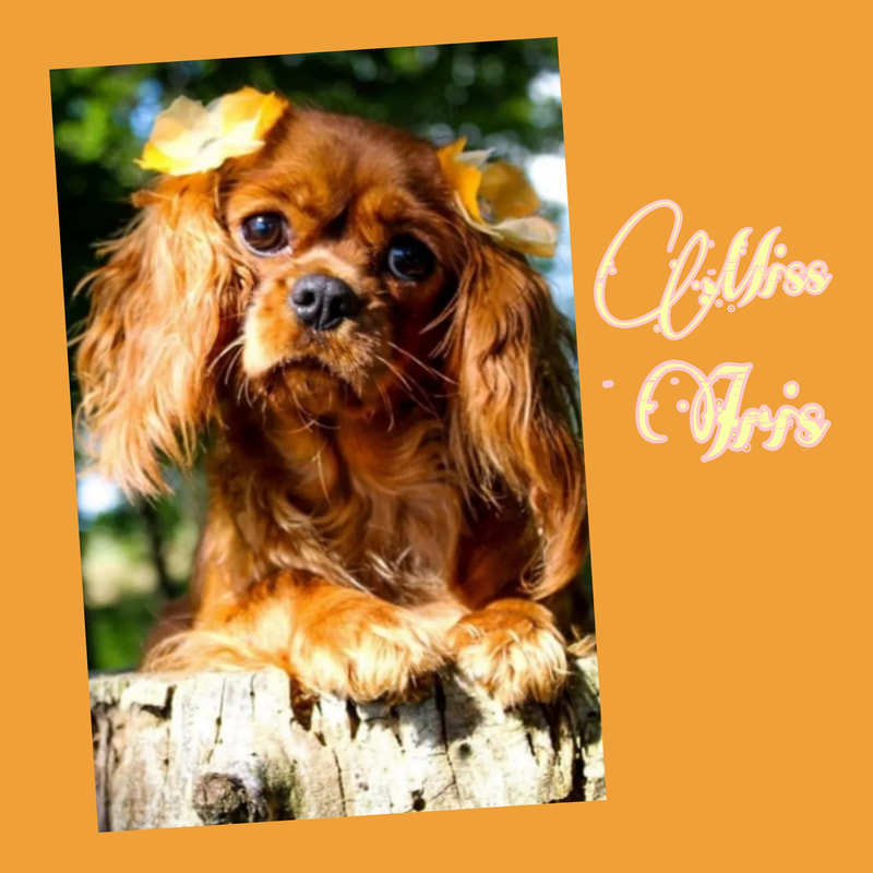 AKC Cavalier King Charles Spaniels - Central Indiana - SmithPaws LLC